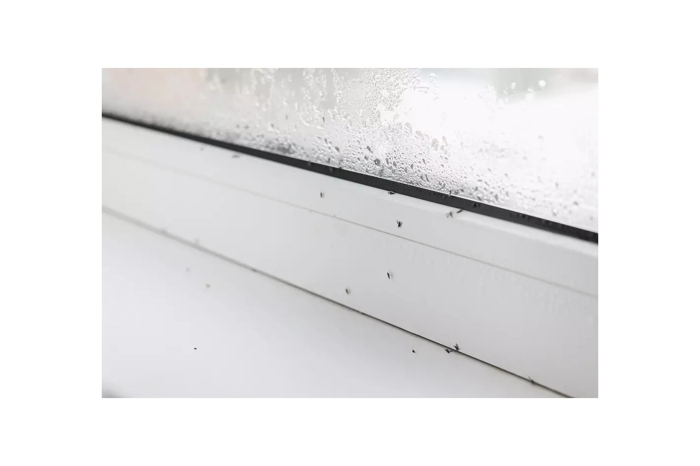 So wirst du Feuchtigkeitsmilben los – für ein gesundes Zuhause mit Humydry Luftentfeuchtern