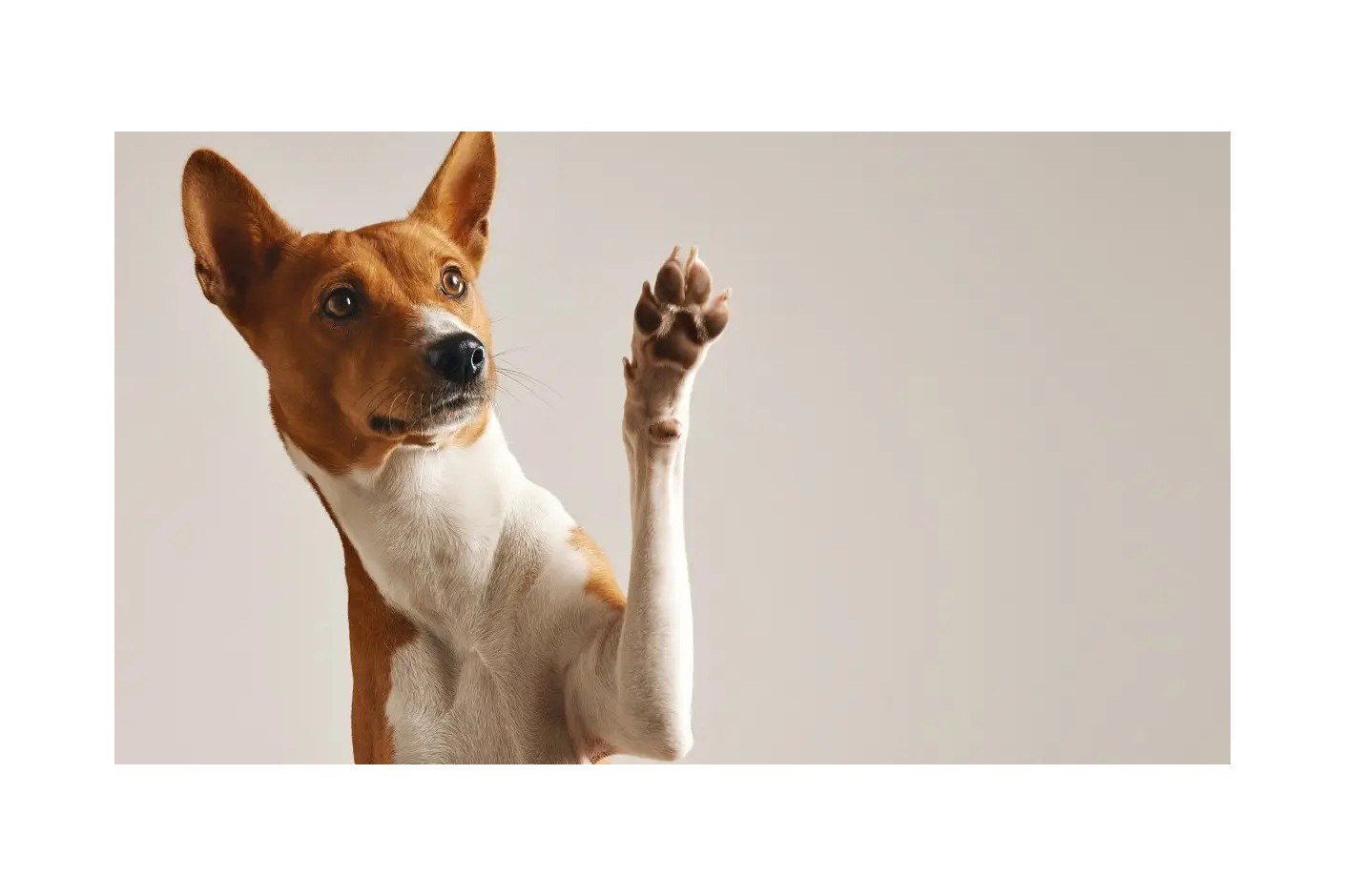 Gegen Hundegerüche und Katzengerüche