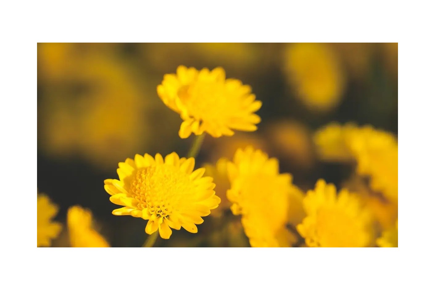 Blumen im Frühling