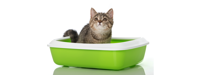 Tipps um Katzengestank entfernen und neutralisieren Tipps um Katzengestank entfernen und neutralisieren