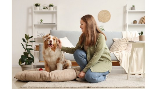 Welcher ist der beste Lufterfrischer für Haushalte mit Hund? Alles, was du wissen musst